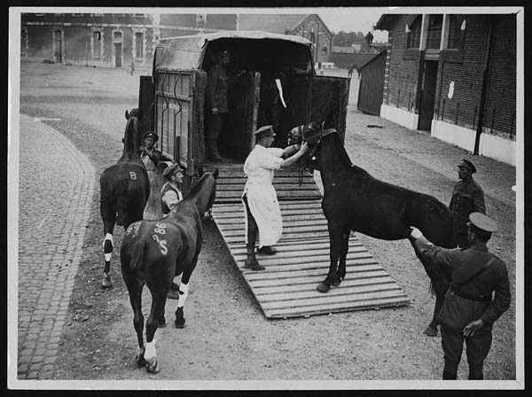 Des chevaux montent dans une ambulance équine.