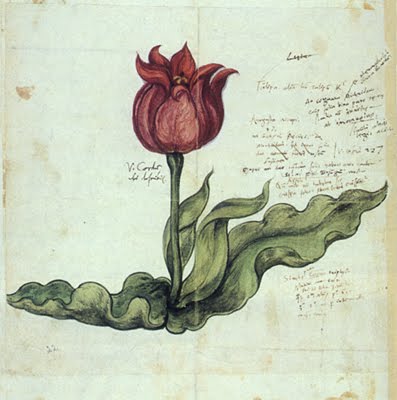Dessin représentant une tulipe.