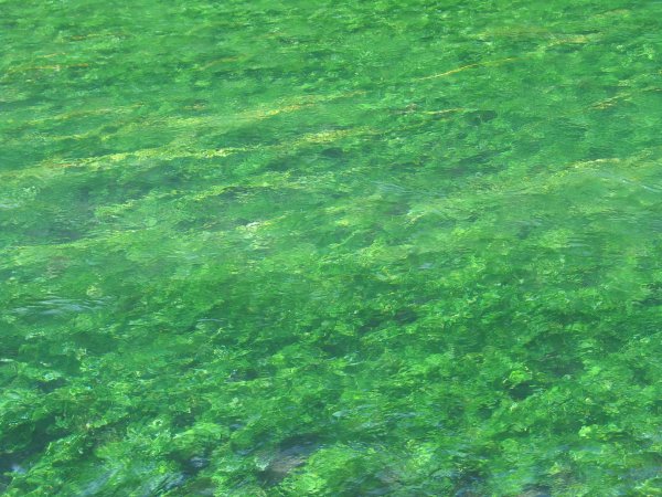Plantes vertes dans le lit d'un cours d'eau