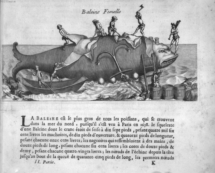 Gravure représentant des personnages en train de dépecer une baleine.