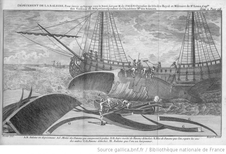 Gravure représentant les modalités pratiques de dépeçage d'une baleine ainsi qu'un bateau.