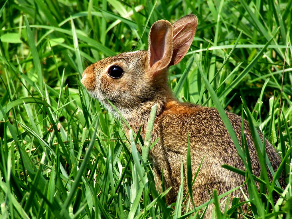 Lapin de garenne assis dans l'herbe