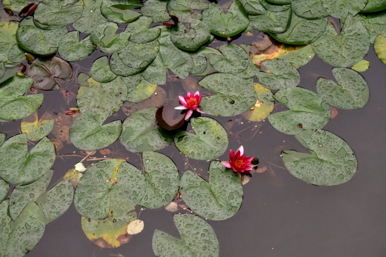 Feuilles et fleurs de nénuphars roses sur un plan d'eau.