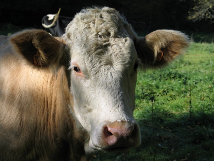 Une sympathique vache regarde l'objectif.