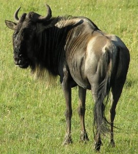 Gnou Gnou dans la savane