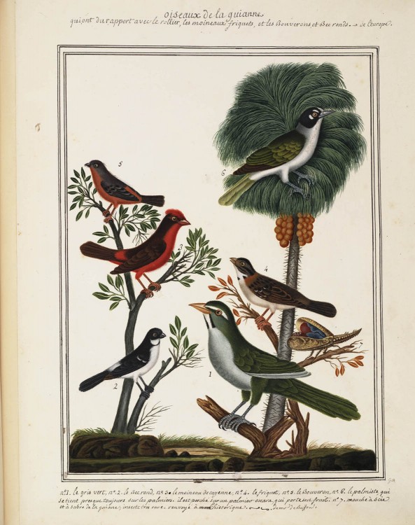 Planche ornithologique représentant cinq espèces d'oiseaux de Guyane.