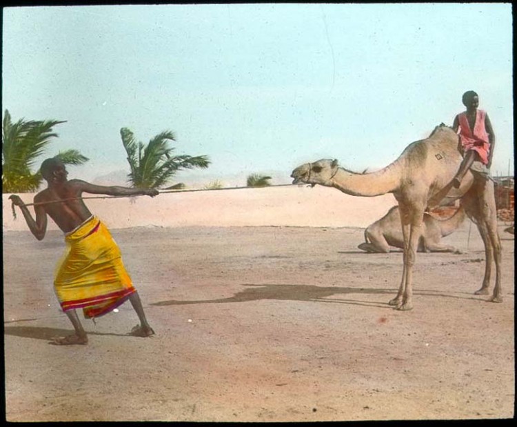 Un homme tire un chameau attaché à une corde.