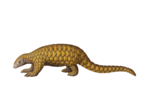 Pangolin